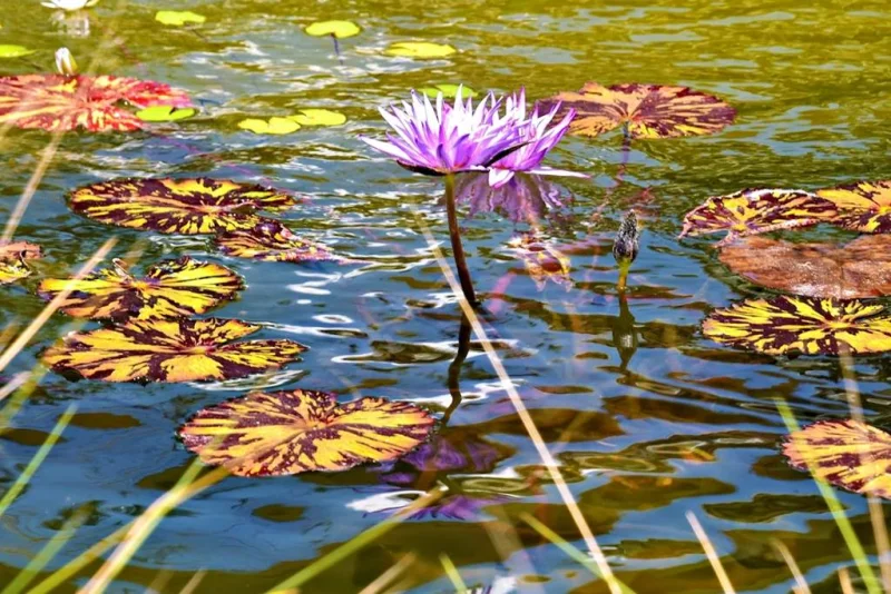 À la découverte des fleurs (II) : Bord de Meuse, lisière, rochers