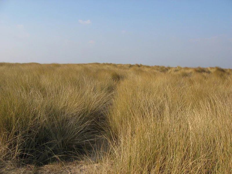 Sortie nature : Les dunes, en soirée