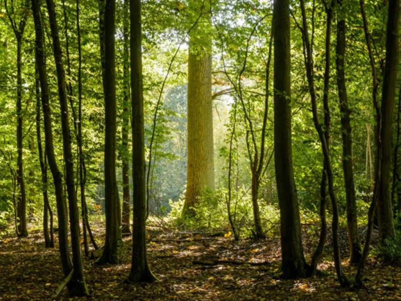 Jeu de piste en forêt
