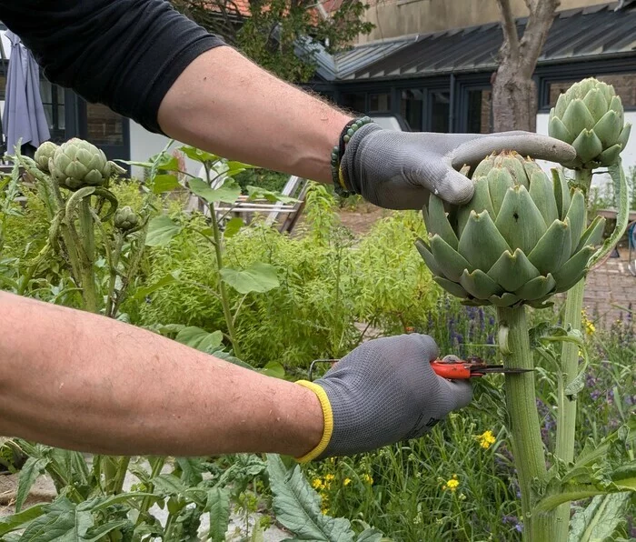 Jardinons ! Atelier "Cultiver ses légumes perpétuels"
