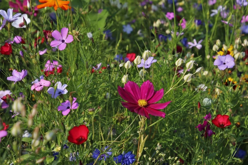 Fête du printemps