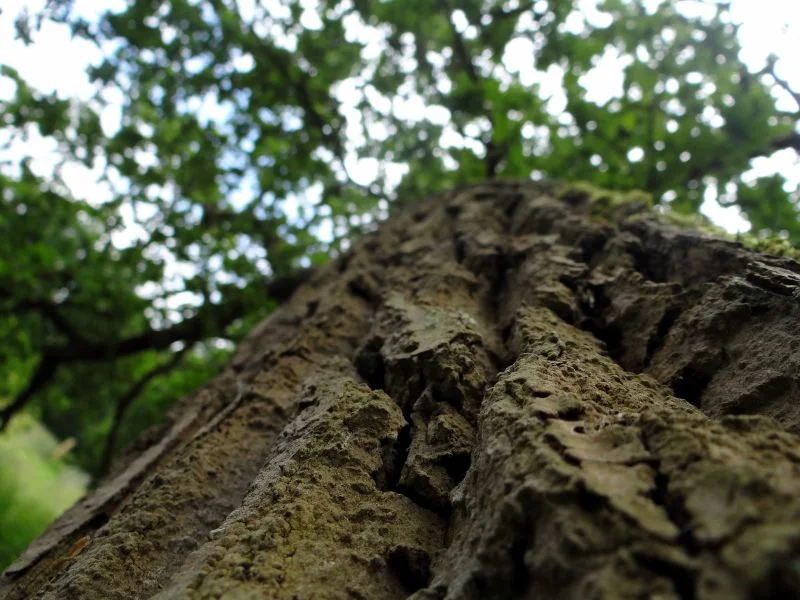 LA SECONDE VIE D’UN ARBRE