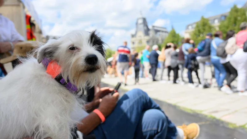 Journée de l'animal 2026 à Chartres