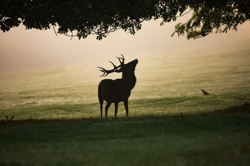 Randonnée nocturne brame du cerf
