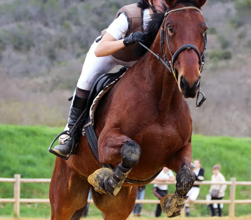 Concours de saut d'obstacles