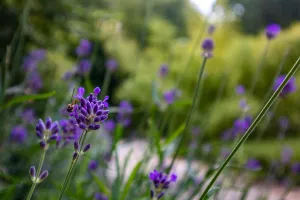 Rendez-vous aux jardins - Visite guidée « Les jardins du XIXe siècle »