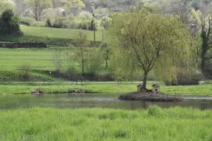 Pêche à l'étang