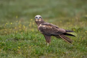 Oiseaux nicheurs de la réserve de la Taute