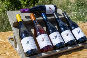 PLONGEZ DANS LE QUOTIDIEN D'UN VIGNERON