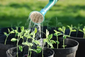 Foire aux plants d'Uzerche et marché des producteurs locaux