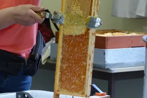 Extraction de miel