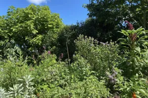 Les plantes au-delà du regard, la visite guidée - Rendez-vous aux jardins