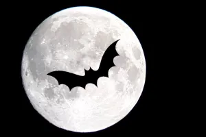 Sortie nature : Les chauves-souris du site de Courpain