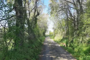 Balade au pays des arbres têtards