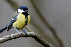 Au chant des oiseaux