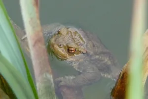 Balade nature : Les Mares de Villenouan