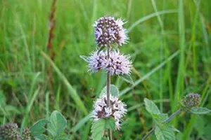 Flore des tourbières et du bocage