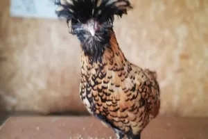 Atelier Baby fermier (3-6 ans)