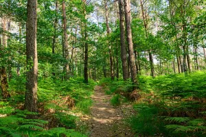 ANNULE - A la découvert de la forêt de Signy-l'Abbaye