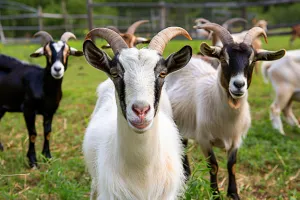 UNE SOIRÉE GOURMANDE À LA FERME