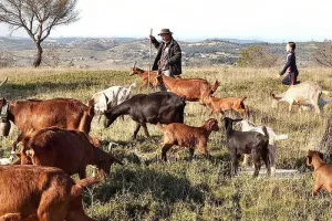 Dans la peau d'un berger : Immersion à la ferme