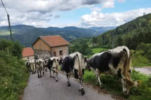 La transhumance de la Ferme Au Petit Gravier