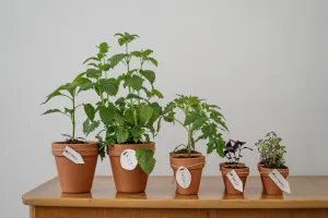 Nature en fête : troc de plantes