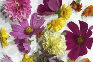 Atelier fleurs comestibles