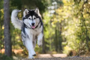 BALADE ÉDUCATIVE CHIENS EN GROUPE