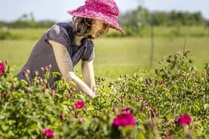 Rendez-vous au jardin des roses