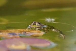 FÊTE DE LA NATURE