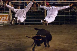 Arènes en fête : spectacle de vachettes