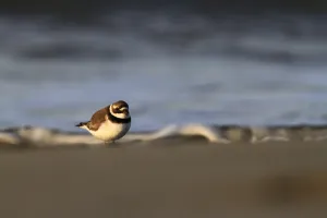 Les oiseaux du littoral