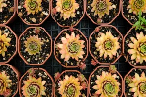 Troc plantes