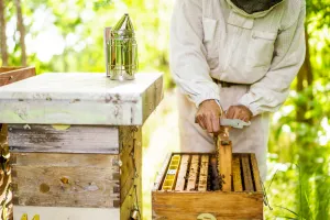 Découverte de l'apiculture et de l'abeille noire des Landes