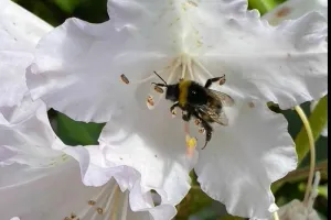 LES STRATEGIES DE LA POLLINISATION OU LA SAISON DES AMOURS A L'ETANG DE BONNELLES