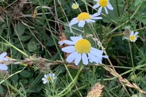 Sortie Nature : Cueillette et herborisation