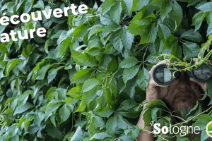 Découvertes Sologne Nature - Enquête d'affût  à Bracieux