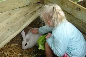 Visite des animaux - Ferme-musée du Cotentin