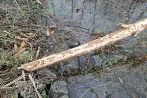 Le retour du Bièvre en Artois