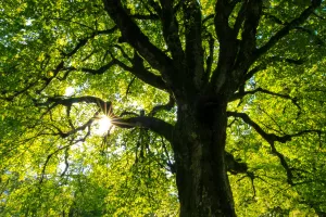 L'arbre qui cache la forêt, Réserve départementale de biodiversité