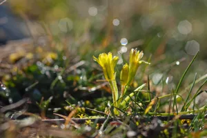 Expo photo "Plantes sauvages du Massif central" - Puy-de-Dôme