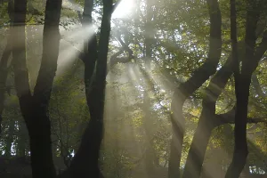 Jour de forêt à Bibracte