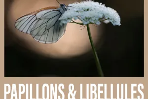 Exposition – Papillons et libellules
