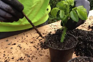 Événement Nature & Vous - Multiplier ses plantes, c'est facile !