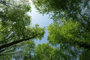 Sorties sylvatiques en forêt de mondon