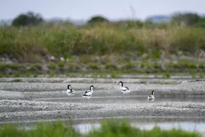 Balade Nature - La faune et la flore des marais salants