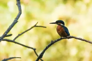 Balade faune au lac de Bannac à Laramière avec Anthony Vieillard