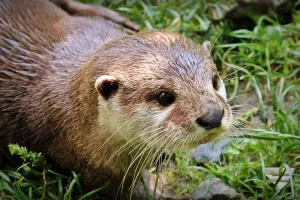 Le sentier de la loutre
