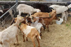 Foire aux Chèvres